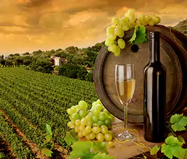 Napa Valley Wine Tour