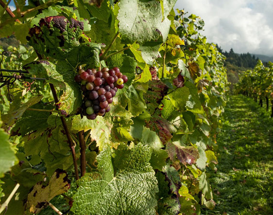 Lodi Limo Wine Tour 