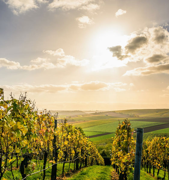 Russian River Valley