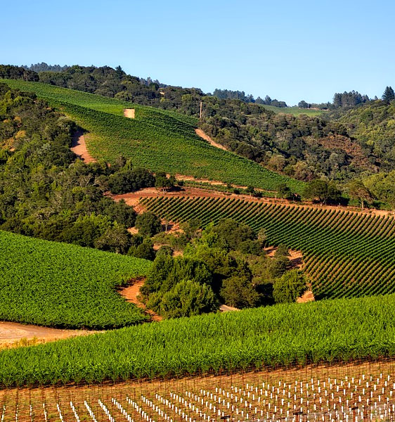 Sonoma Valley Limo Wine Tour