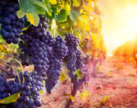 Livermore Wine Tour